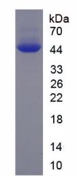SDS-PAGE (PFKM-2582H).jpg